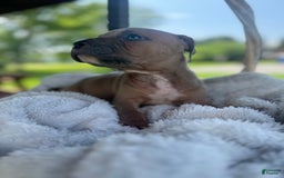 American Bully dogs for sale: Tip - Image 12