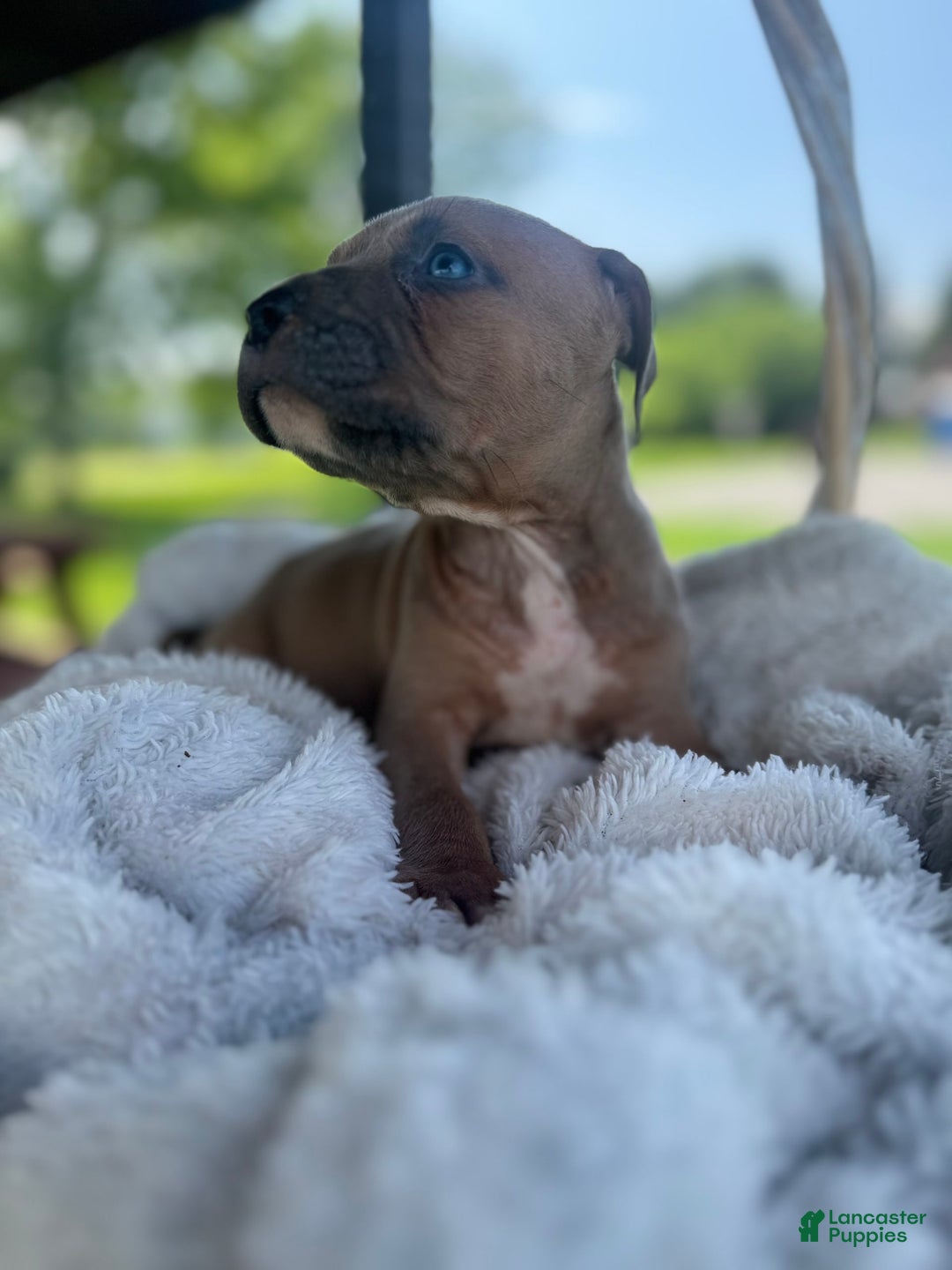 American Bully dogs for sale: Tip - Image 12
