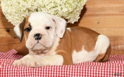 Beabull dogs for sale: Carson - Image 1