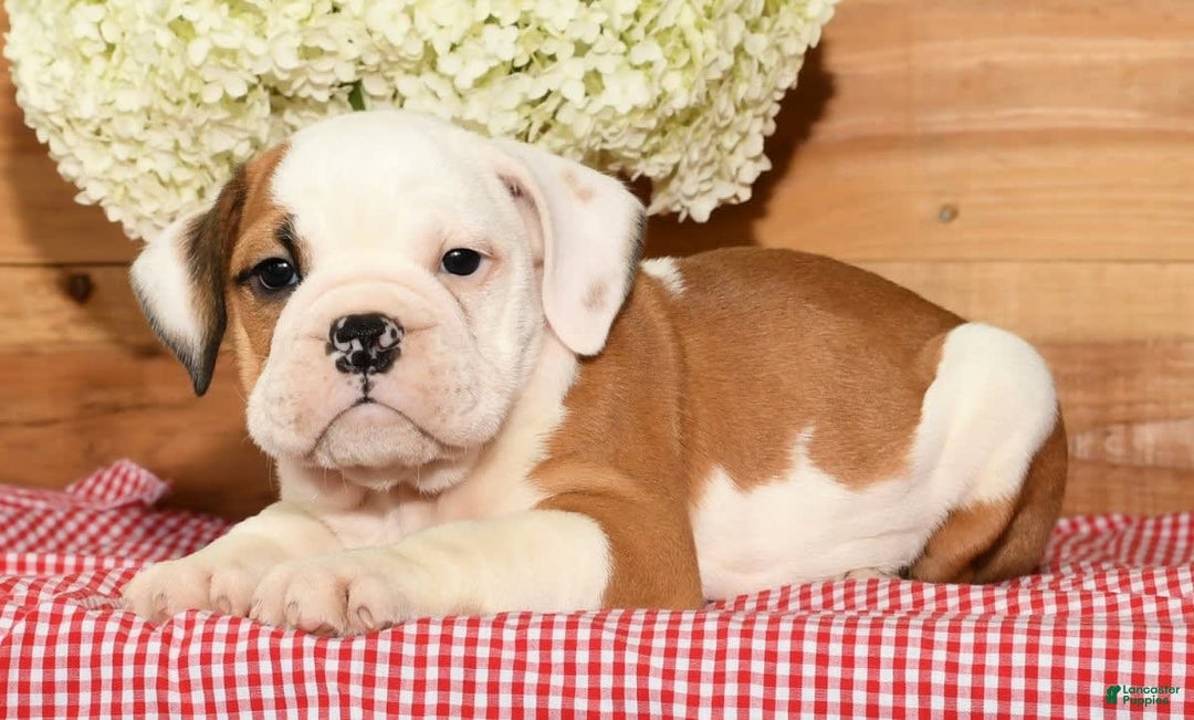 Beabull dogs for sale: Carson - Image 1