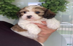 Cavachon dogs for sale: Brody - Image 4