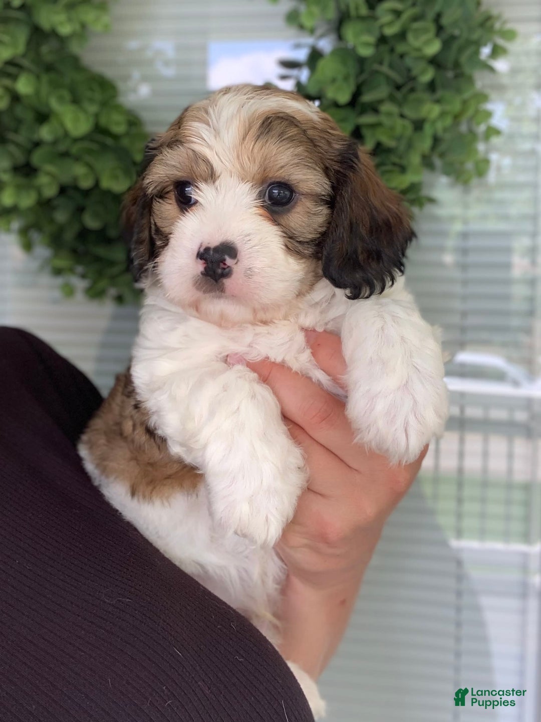 Cavachon dogs for sale: Brody - Image 4