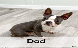 Boston Terrier dogs for sale: Ace - Image 10