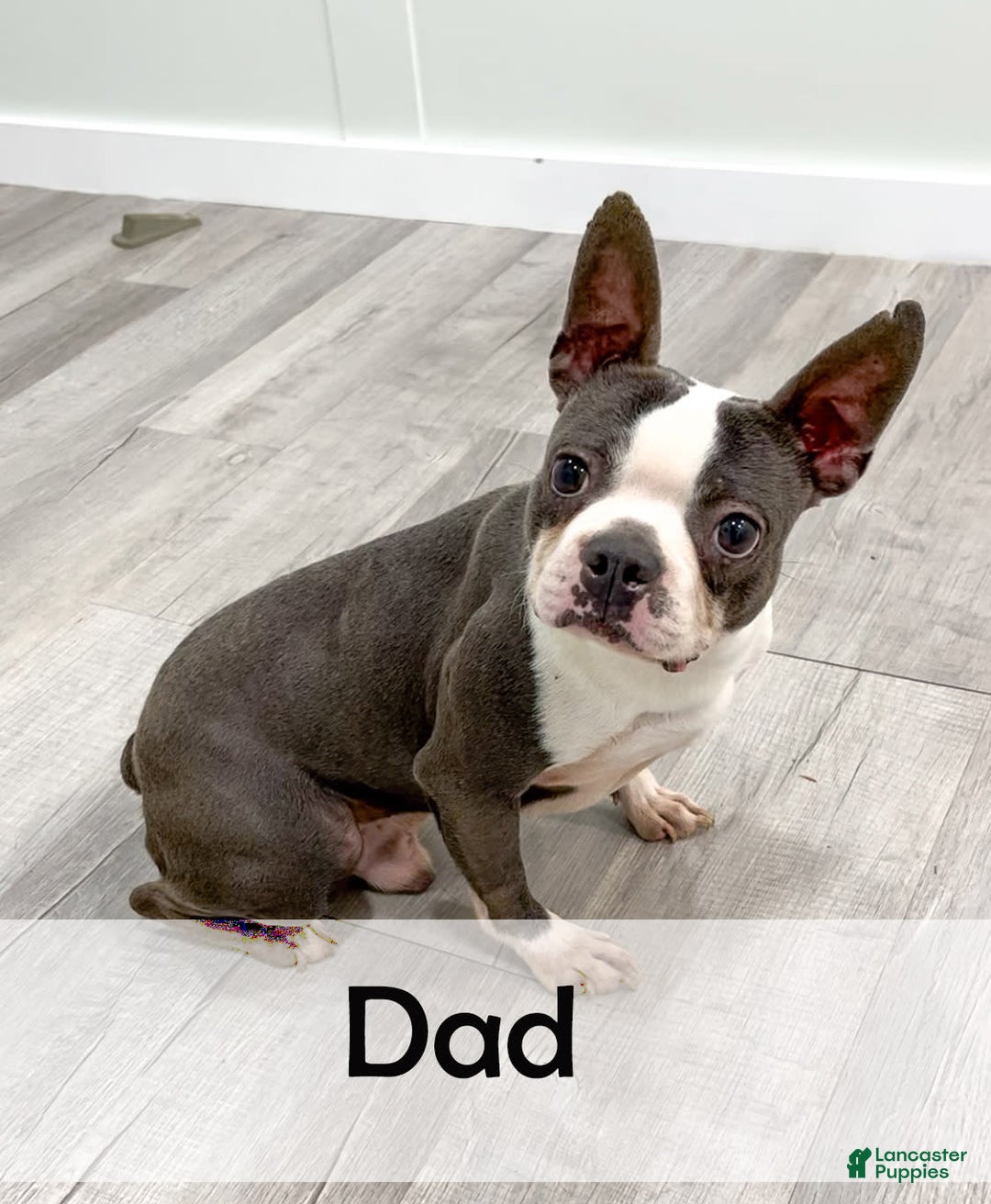 Boston Terrier dogs for sale: Ace - Image 10