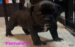 American Bully dogs for sale: Black Beauty - Image 5
