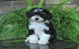 Mini Aussiedoodle dogs for sale: Cutie - Image 1
