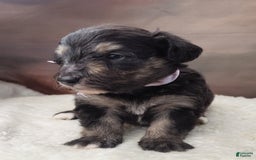 Shetland Sheepdog dogs for sale: Eclipse-Micro Mini - Image 1