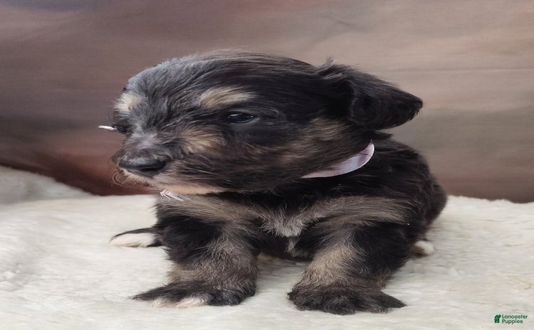 Shetland Sheepdog dogs for sale - Ad 3