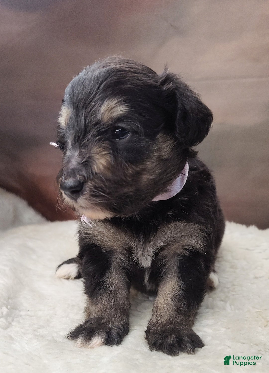 Shetland Sheepdog dogs for sale: Eclipse-Micro Mini - Image 1