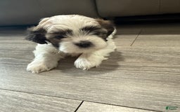Shih Tzu dogs for sale: Dona - Image 2