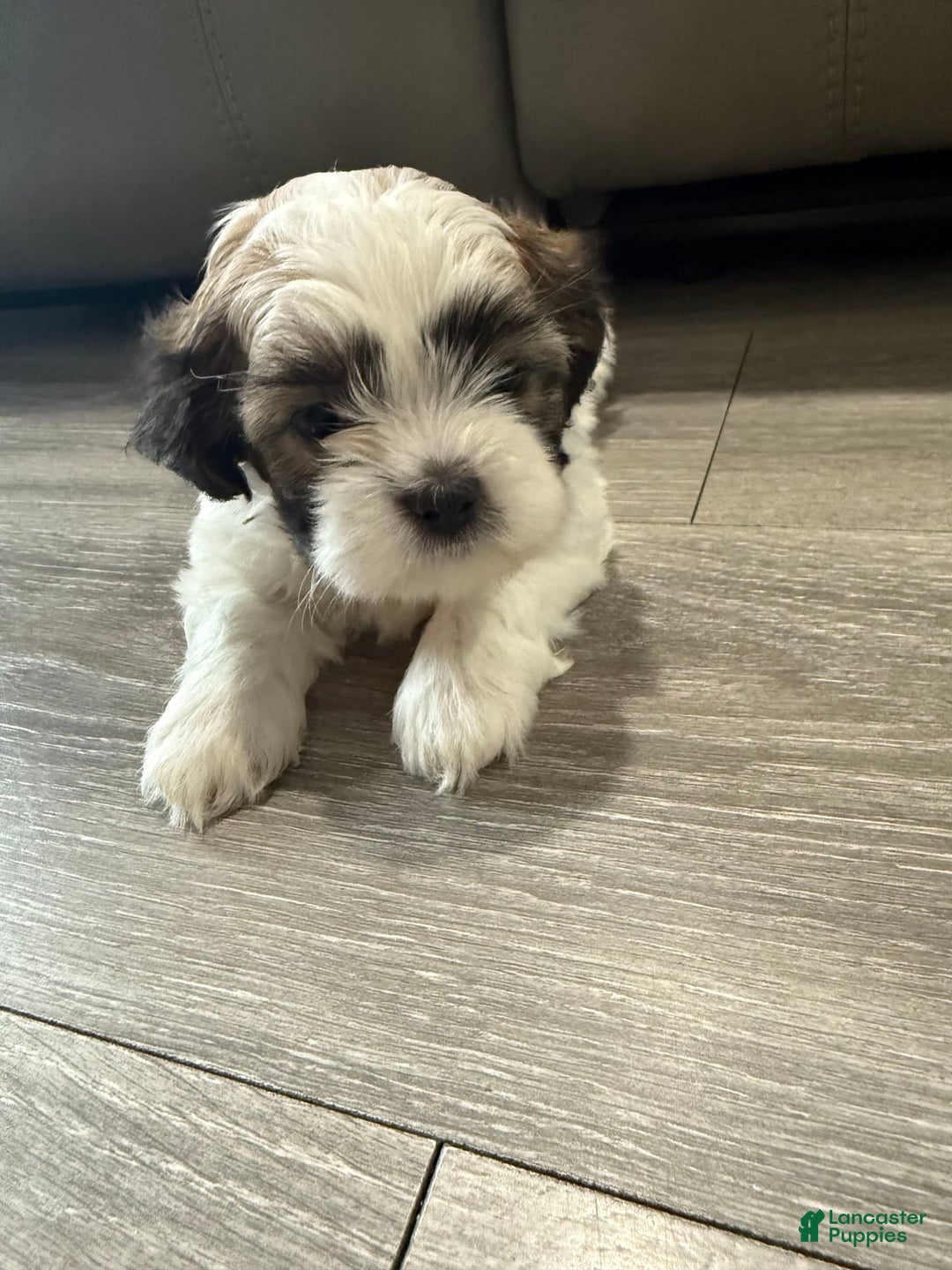 Shih Tzu dogs for sale: Dona - Image 2