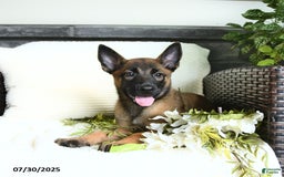 Belgian Malinois dogs for sale: Ashira - Image 3