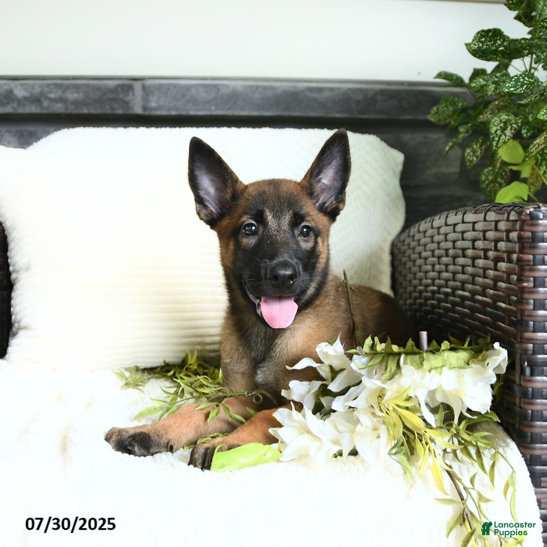 Belgian Malinois dogs for sale: Ashira - Image 3