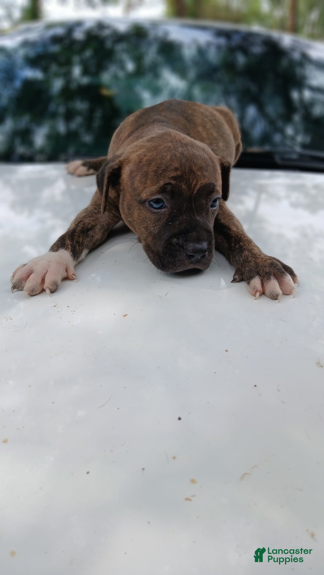 American Pit Bull Terrier dogs for sale: Lexi - Image 9