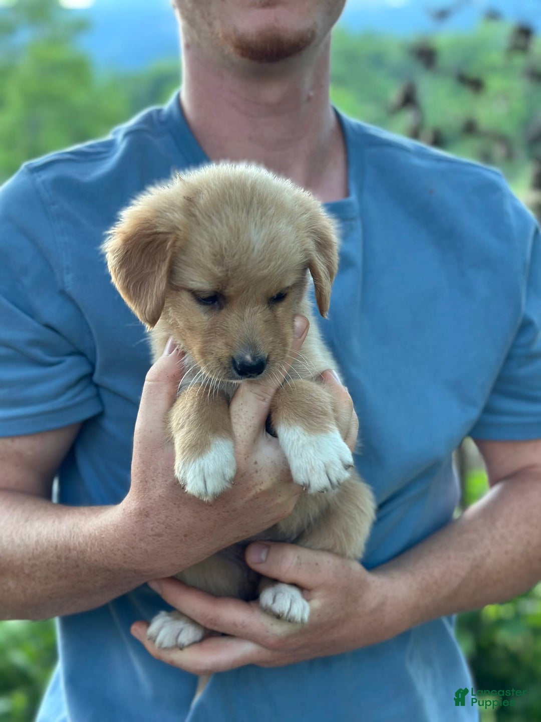 Golden Retriever dogs for sale: Female 1 - Image 5