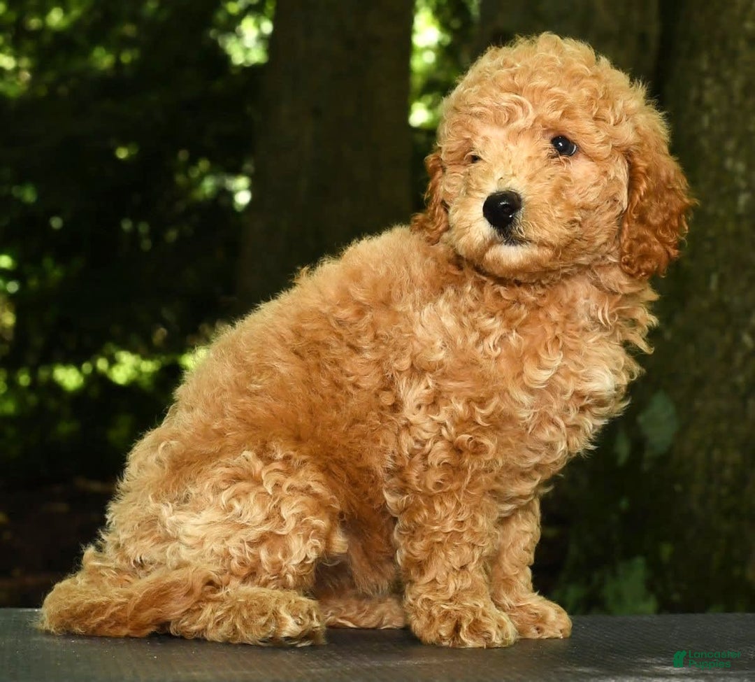 Mini Goldendoodle dogs for sale: Lulu - Image 9