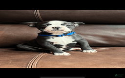 Boston Terrier dogs for sale: Whitley - Image 2