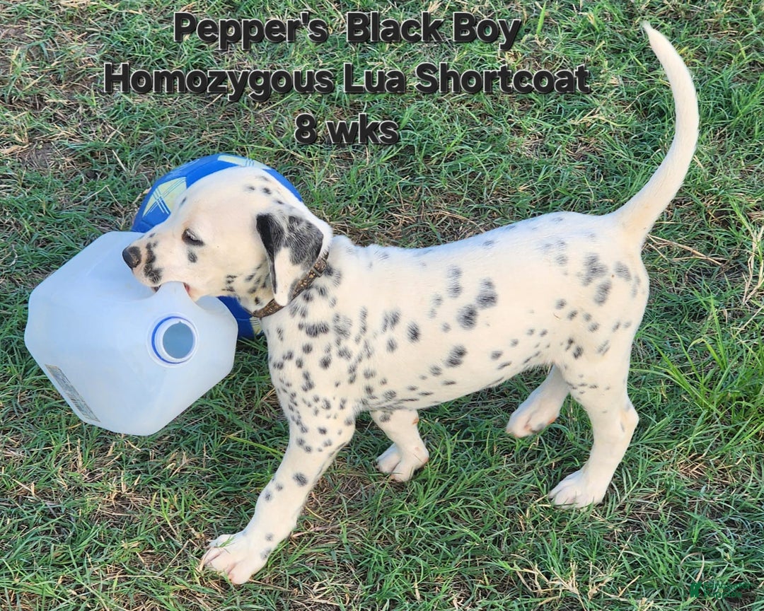 Dalmatian dogs for sale: Peppers Black Boy - Image 18