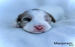Mini Aussiedoodle dogs for sale: Marjoram  BLUE EYES - Image 2