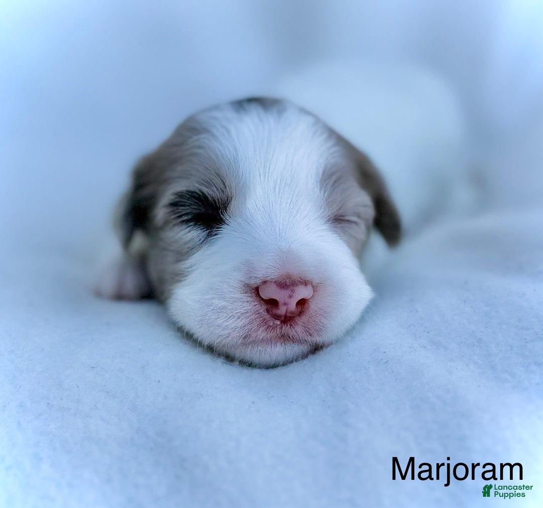 Mini Aussiedoodle dogs for sale: Marjoram  BLUE EYES - Image 2