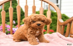 Cockapoo dogs for sale: Dusty - Image 10