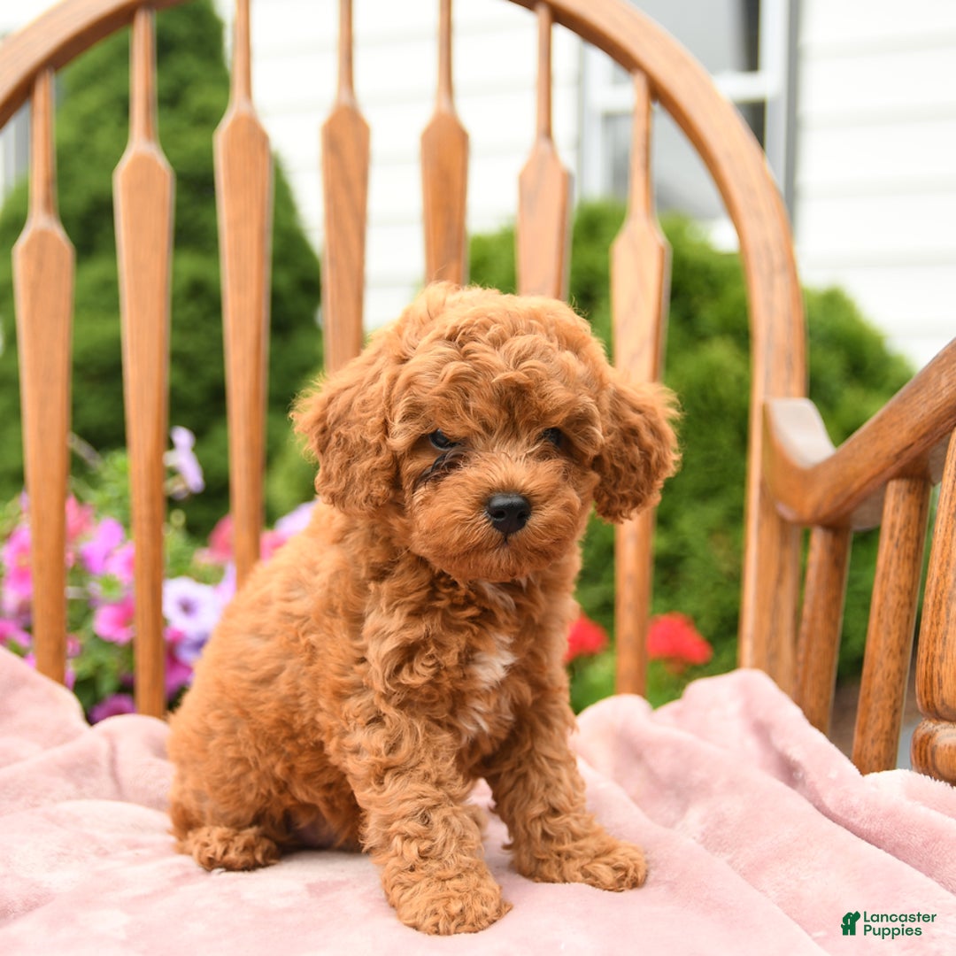 Cockapoo dogs for sale: Dusty - Image 10