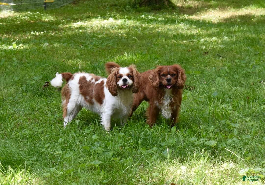 Cavalier King Charles Spaniel dogs for sale: Koda - Image 8