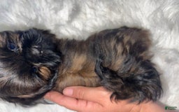 Shih Tzu dogs for sale: June Bug Brown - Image 10