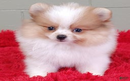 Pomeranian dogs for sale: Tinker - Image 6