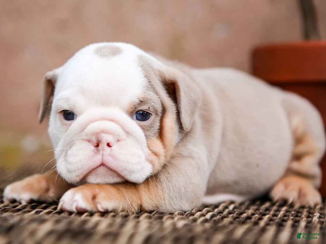 English Bulldog dogs for sale: Micah - Image 2