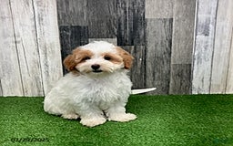 Maltipoo dogs for sale: Jolene - Image 4