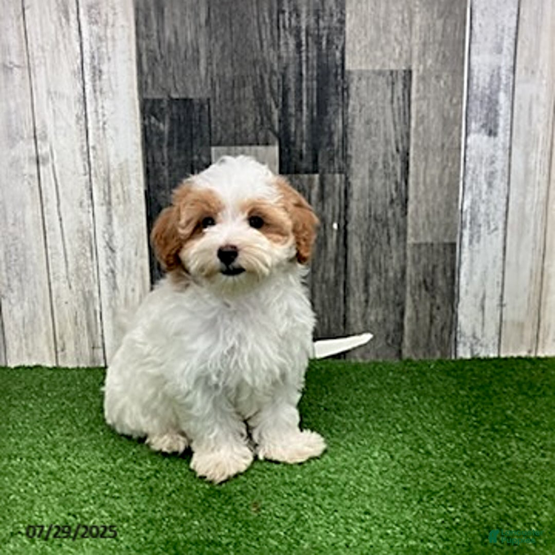 Maltipoo dogs for sale: Jolene - Image 4