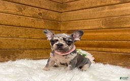 French Bulldog dogs for sale: Olive - Image 1