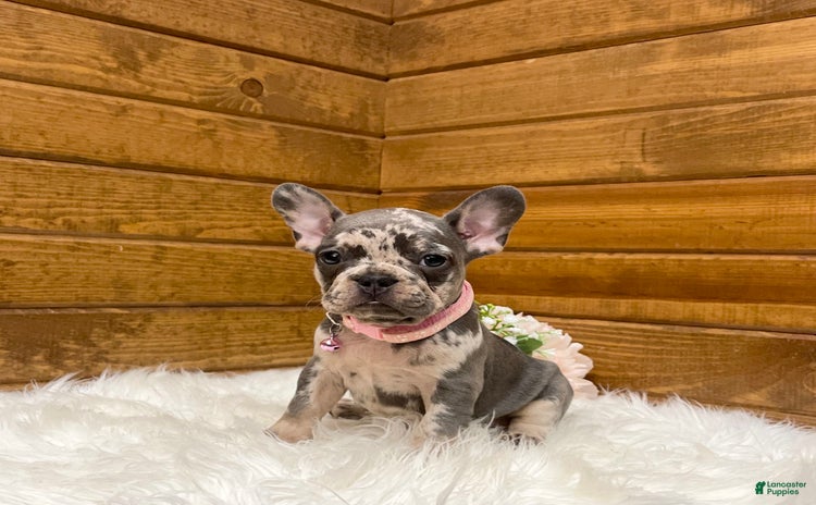 French Bulldog dogs for sale - Ad 2