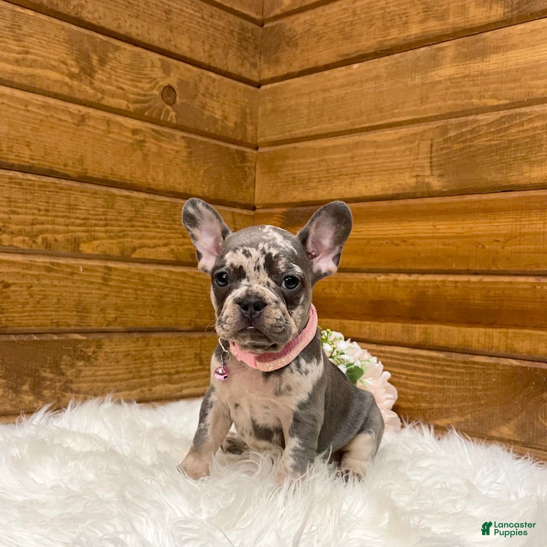 French Bulldog dogs for sale: Olive - Image 1