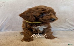 Miniature Poodle dogs for sale: Mint - Image 1