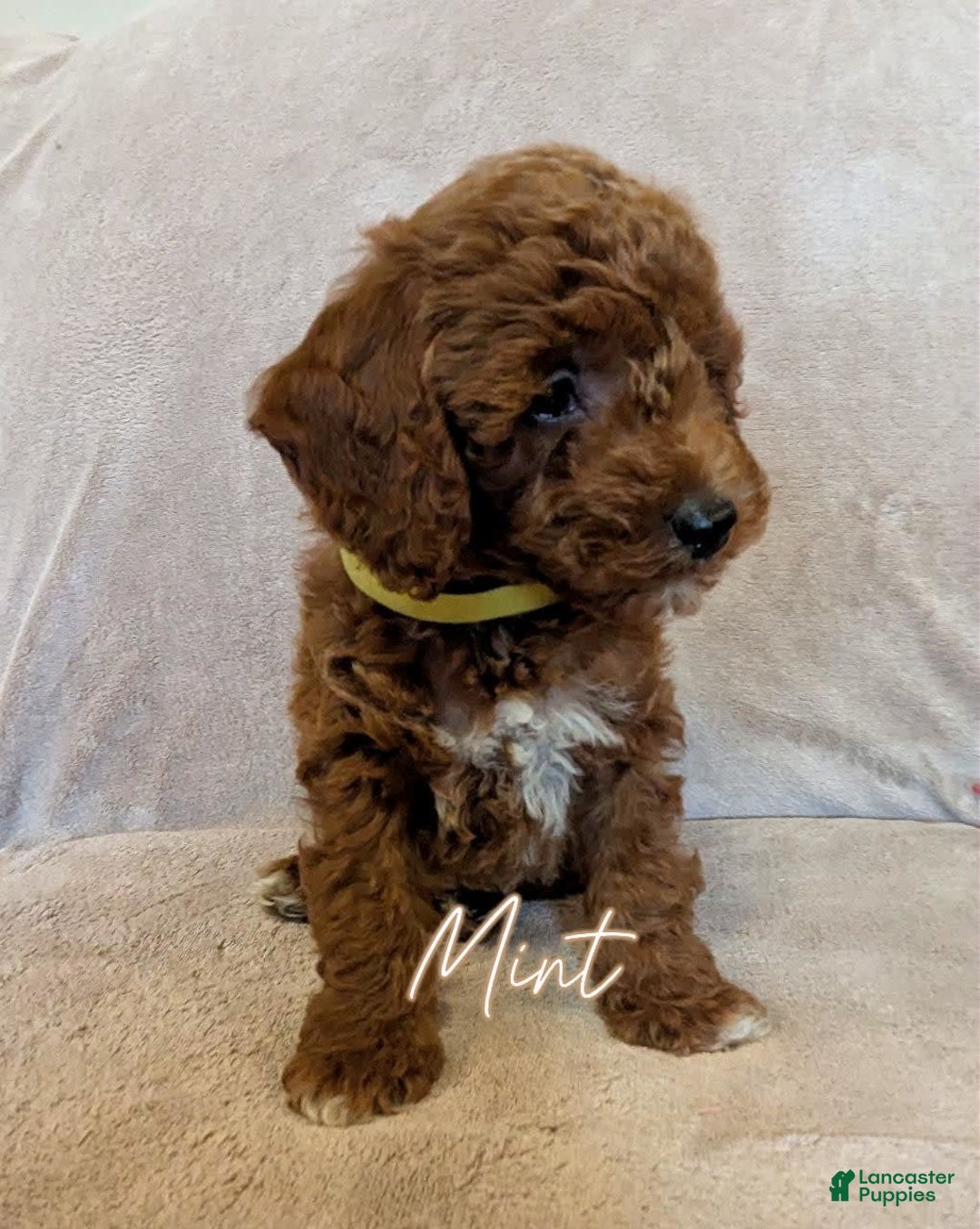 Miniature Poodle dogs for sale: Mint - Image 1