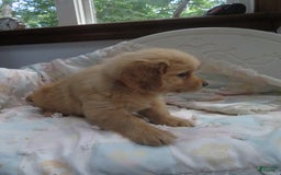Golden Retriever dogs for sale: Truffle - Image 25