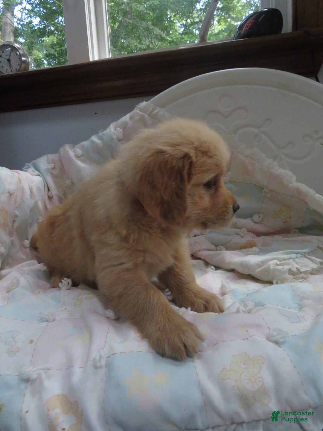 Golden Retriever dogs for sale: Truffle - Image 25