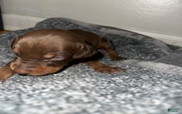 Doberman Pinscher dogs for sale: Doberman Pinscher 1 puppies - Image 1