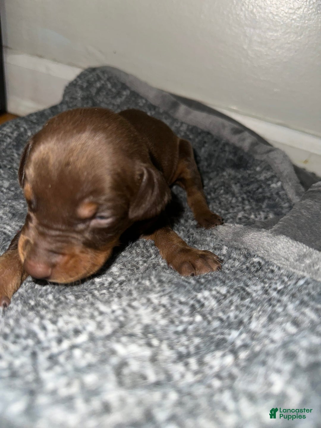 Doberman Pinscher dogs for sale: Doberman Pinscher 1 puppies - Image 1