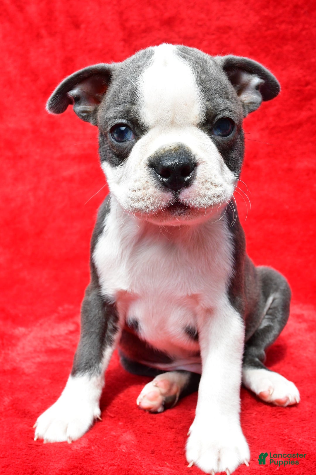 Boston Terrier dogs for sale: Boston Terrier 9 puppies - Image 3