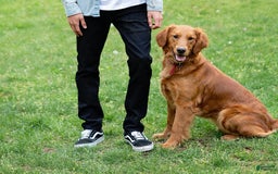 Golden Retriever dogs for sale: Savanna - Image 3
