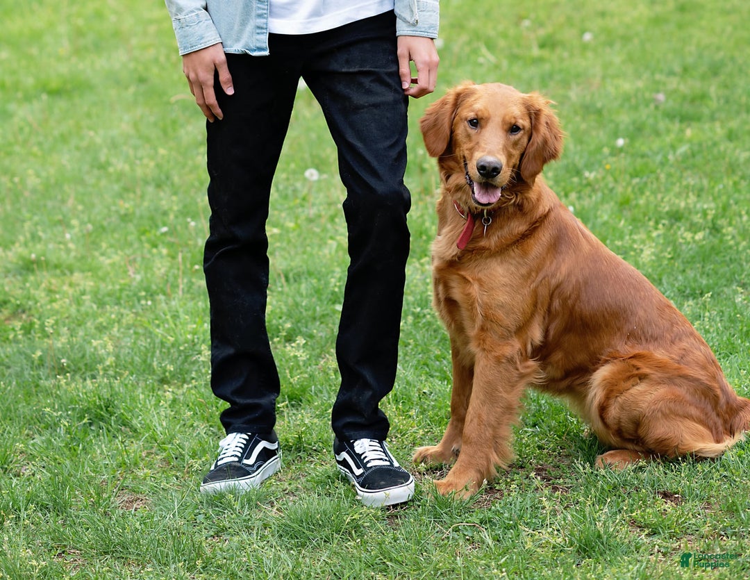 Golden Retriever dogs for sale: Savanna - Image 3