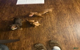 Dachshund dogs for sale: Tiny - Image 6