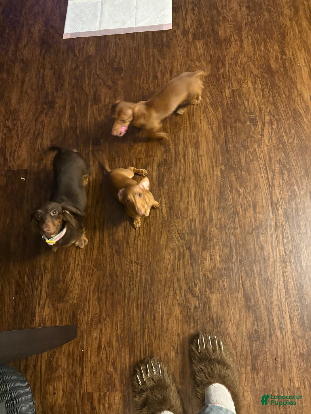 Dachshund dogs for sale: Tiny - Image 6
