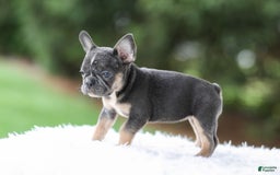 French Bulldog dogs for sale: Wendy - Image 2