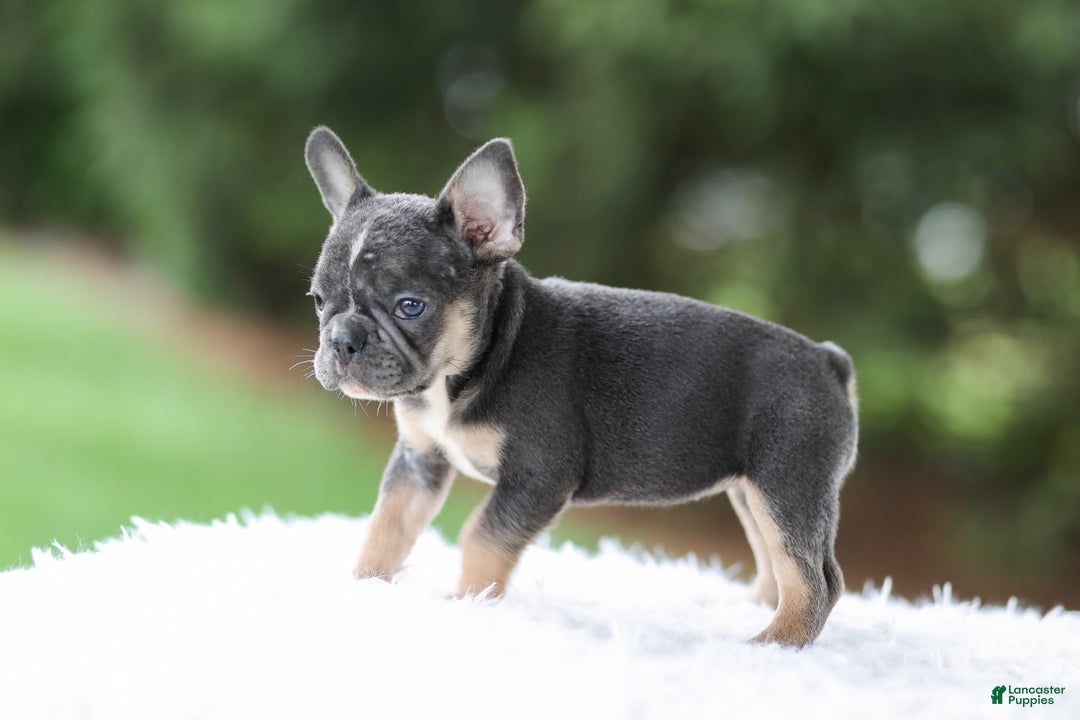 French Bulldog dogs for sale: Wendy - Image 2