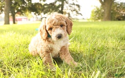 Mini Goldendoodle dogs for sale: Rio - Image 2