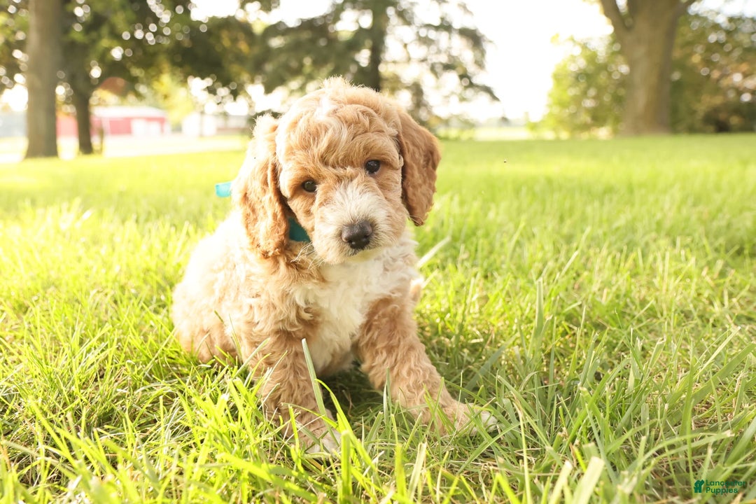 Mini Goldendoodle dogs for sale: Rio - Image 2